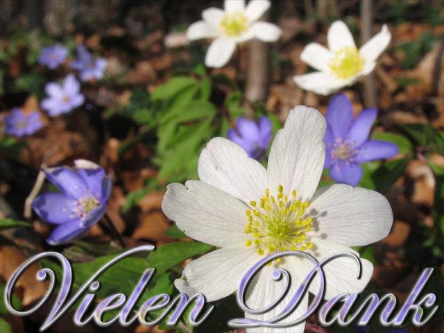 vielendank vielendank